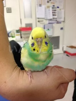 コメントの画像