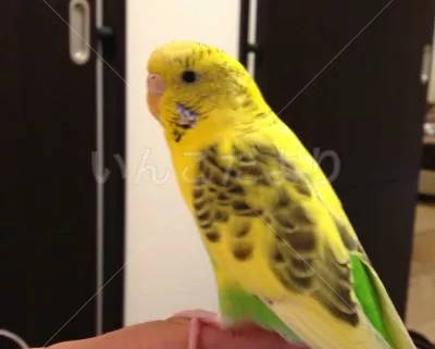 コメントの画像