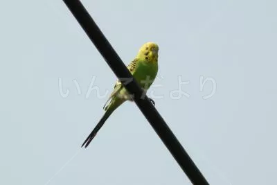 コメントの画像