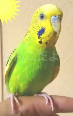 コメントの画像