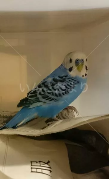 コメントの画像