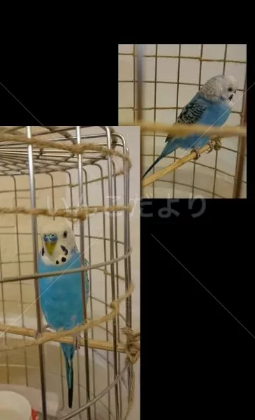 コメントの画像