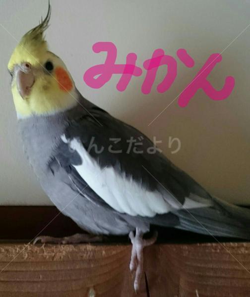 コメントの画像