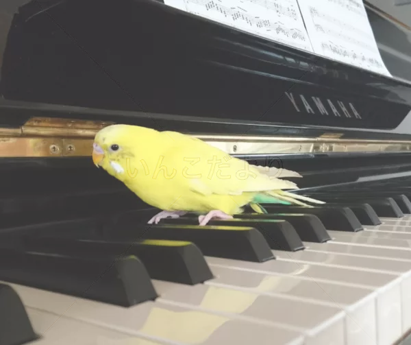 コメントの画像