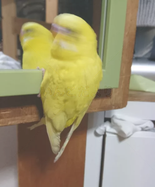 コメントの画像