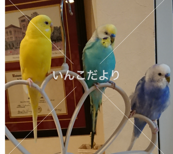 コメントの画像