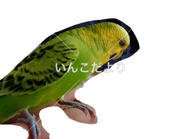 コメントの画像