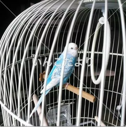 コメントの画像