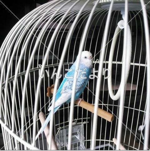コメントの画像
