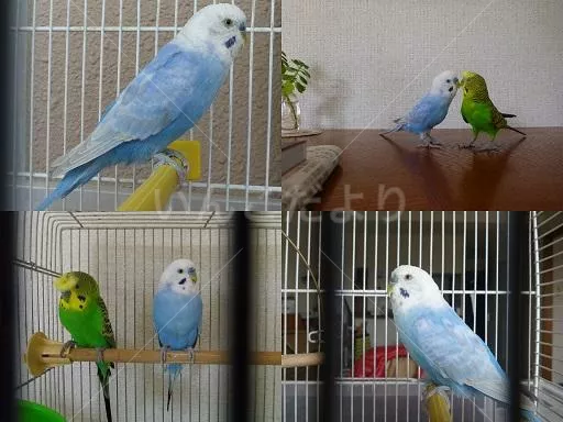 コメントの画像