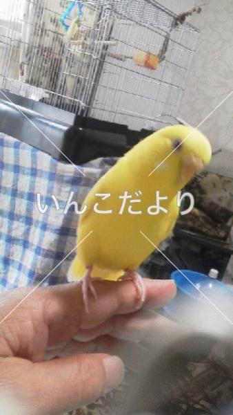 コメントの画像