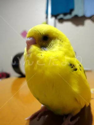 コメントの画像