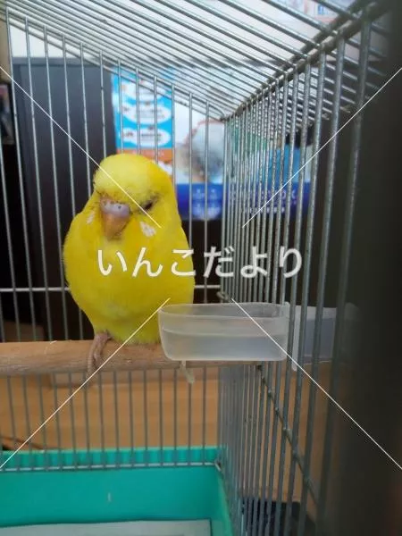 コメントの画像