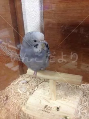 コメントの画像