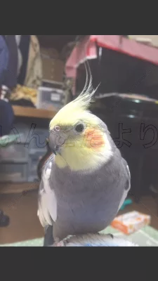 コメントの画像