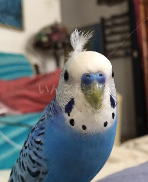コメントの画像
