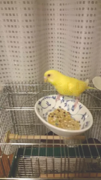 コメントの画像