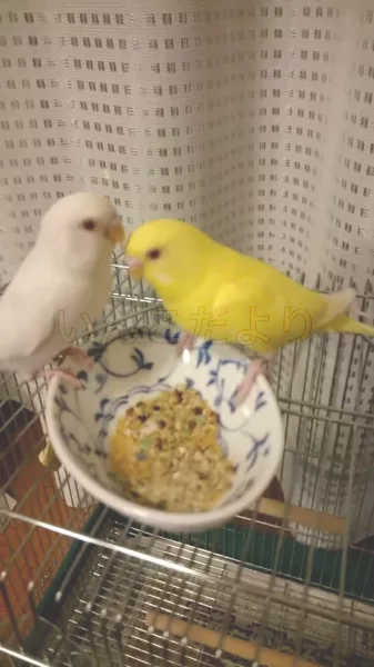 コメントの画像