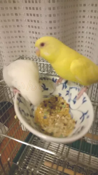 コメントの画像