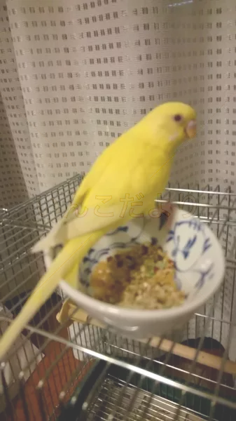 コメントの画像