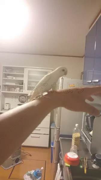 コメントの画像