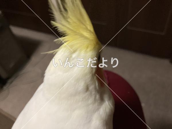 コメントの画像