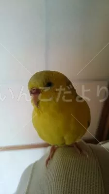 コメントの画像