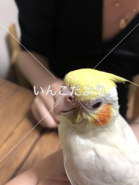 コメントの画像