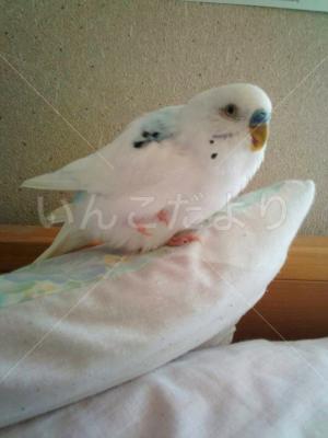 迷い鳥の写真