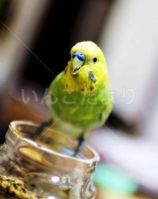 保護鳥の写真