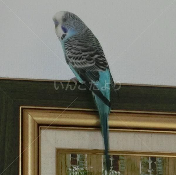 迷い鳥の写真