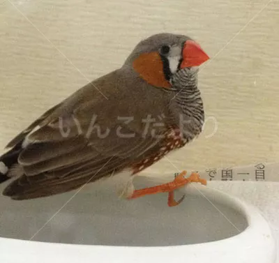 保護鳥の写真