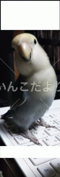 迷い鳥の写真