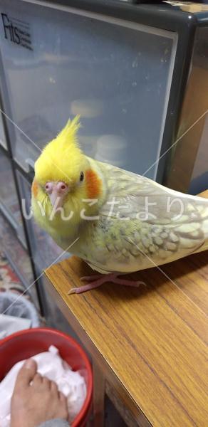 迷い鳥の写真