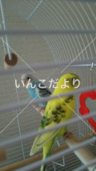 迷い鳥の写真