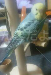 保護鳥の写真