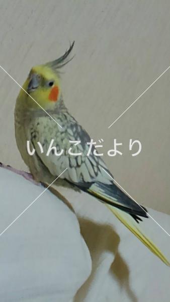 迷い鳥の写真