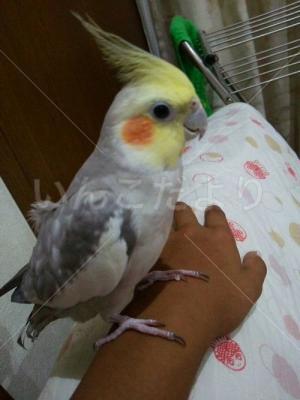 迷い鳥の写真