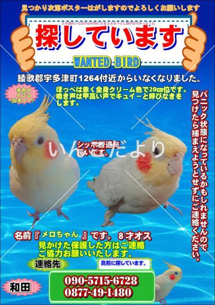 迷い鳥の写真