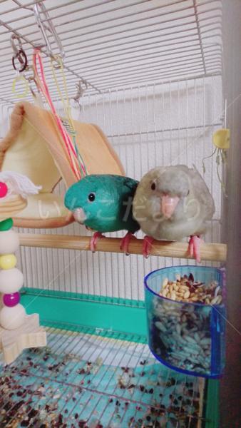 迷い鳥の写真