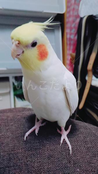 迷い鳥の写真