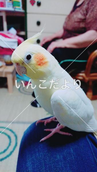 迷い鳥の写真