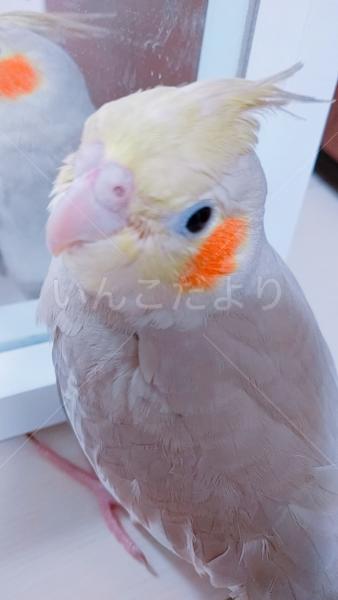 迷い鳥の写真