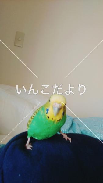 迷い鳥の写真