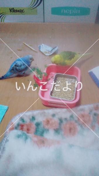迷い鳥の写真