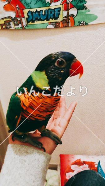迷い鳥の写真