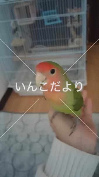 迷い鳥の写真