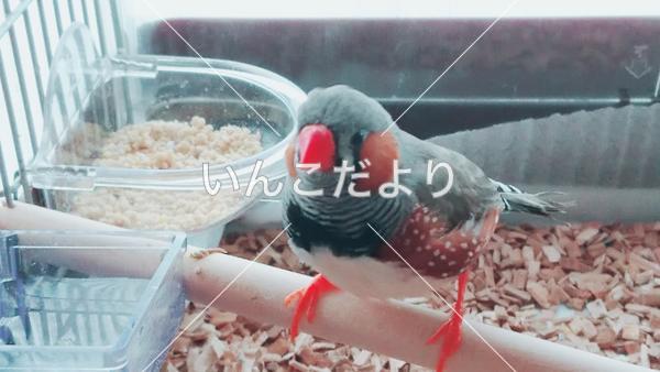 迷い鳥の写真