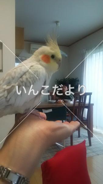 迷い鳥の写真