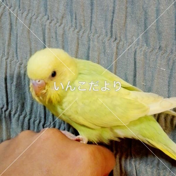 迷い鳥の写真